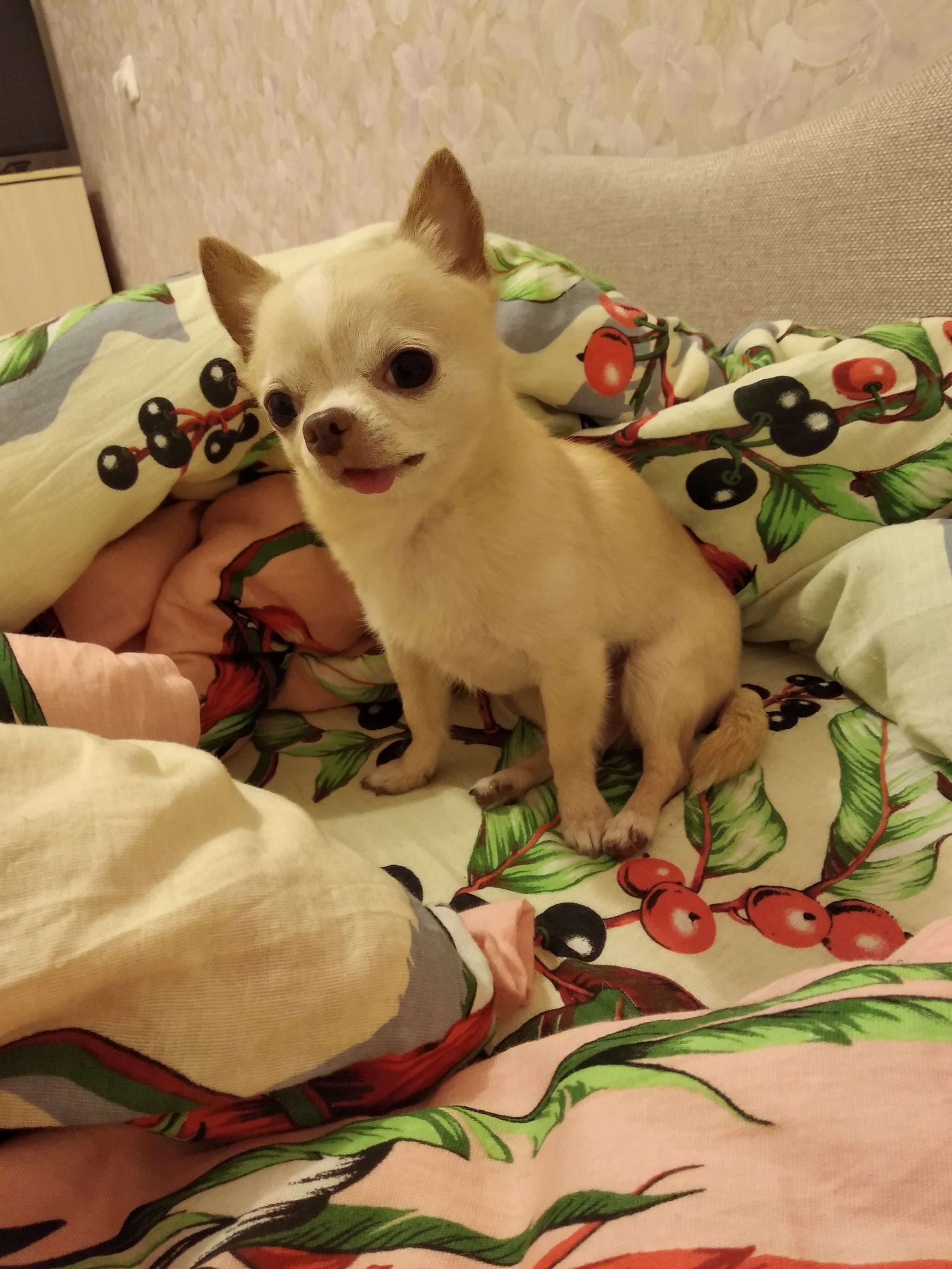 Fedenka - My, Chihuahua, Longpost, Dog