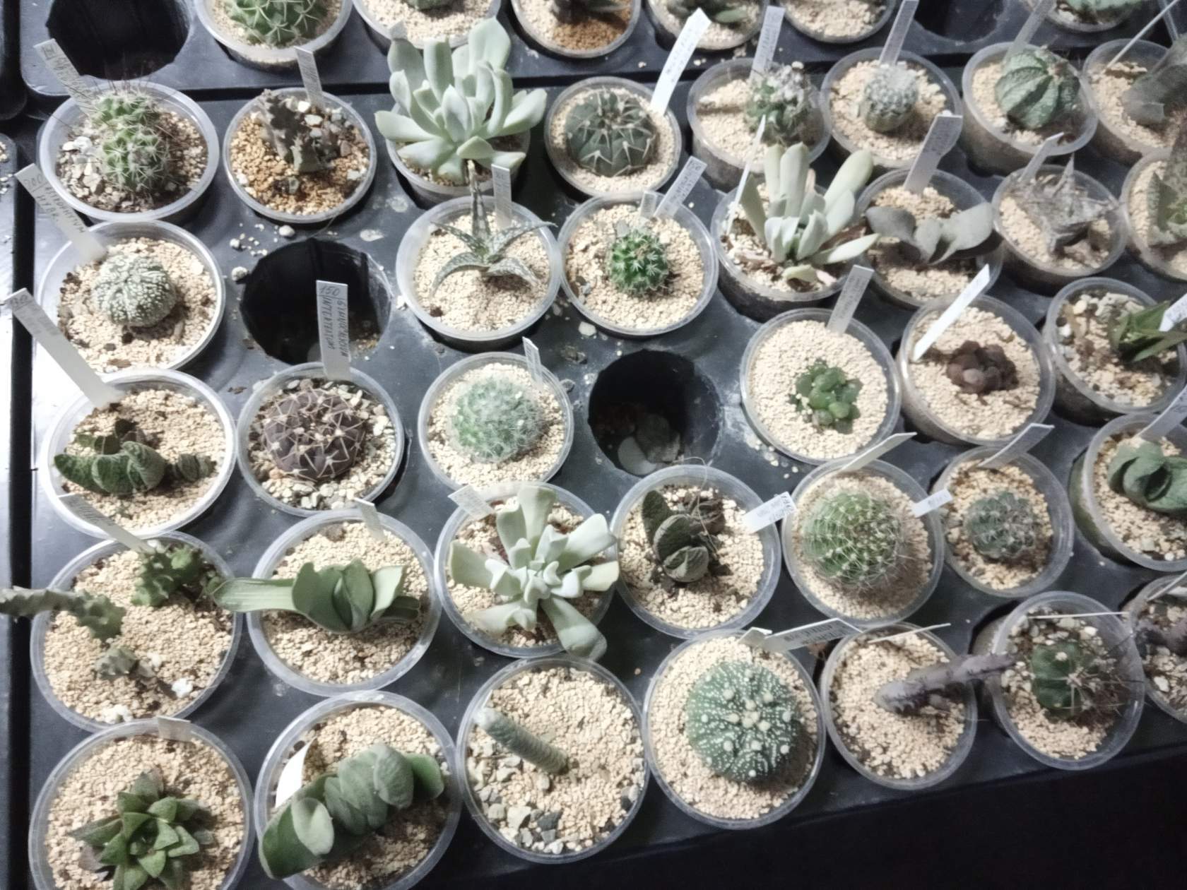 How much time and effort does it take to assemble such a collection? - My, Succulents, Cactus, Houseplants, Longpost