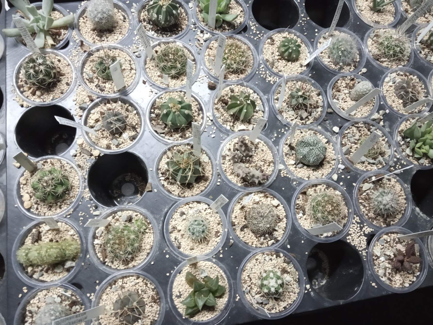 How much time and effort does it take to assemble such a collection? - My, Succulents, Cactus, Houseplants, Longpost