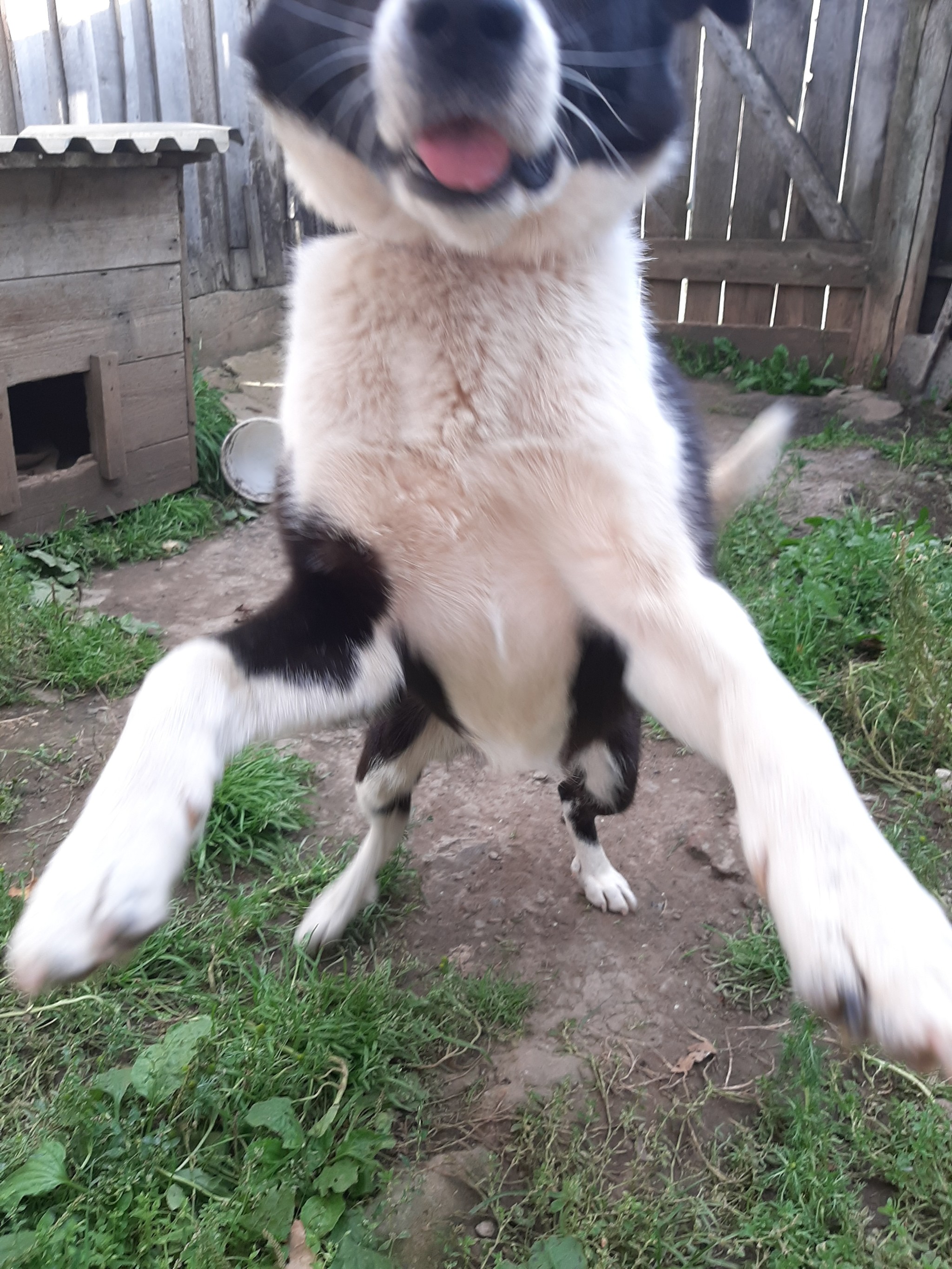 Meeting with a friend. - My, Friend, Joy, Meeting, Longpost, Dog