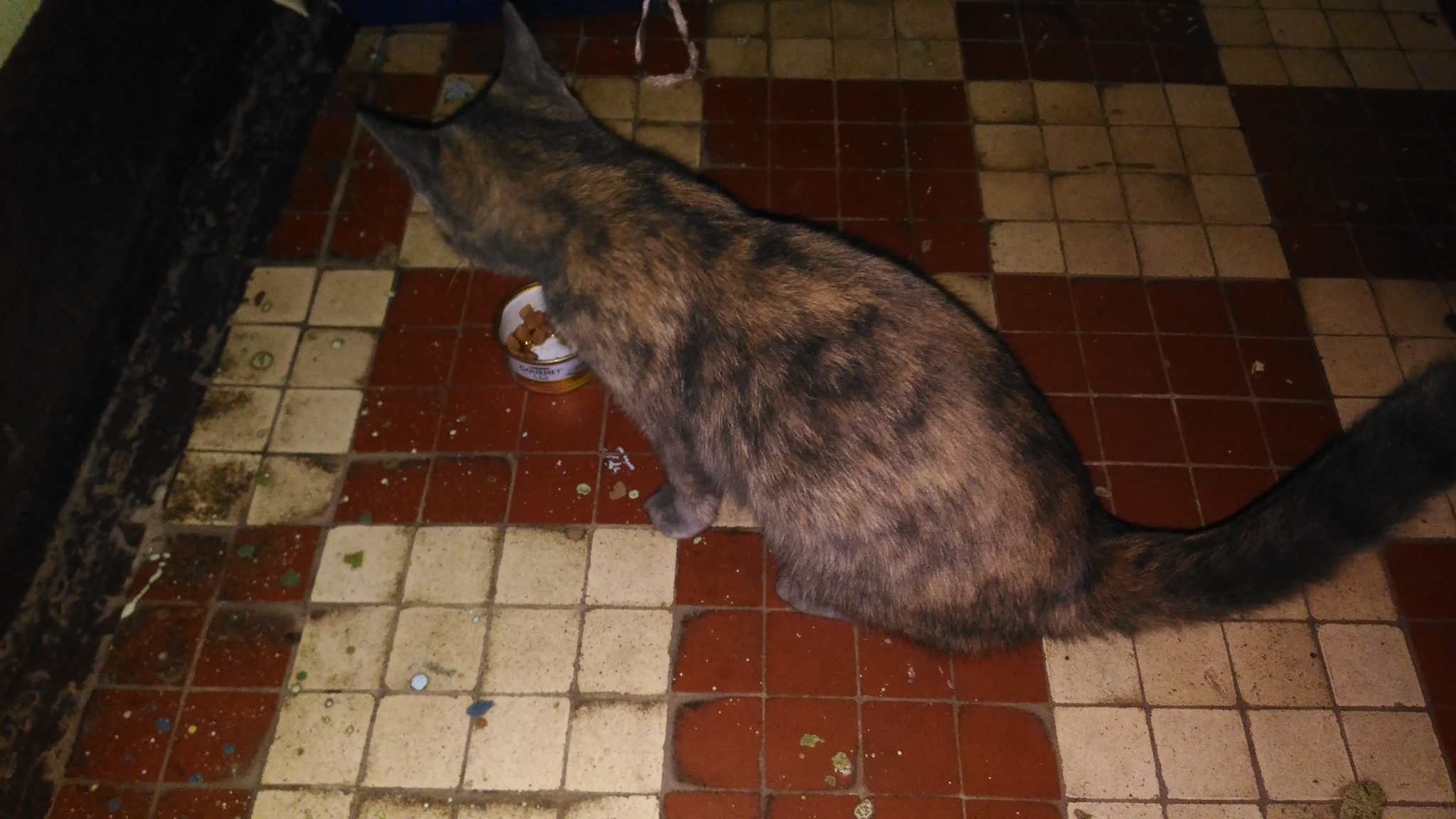 Help, a little cat appeared in the entrance! - cat, Pets, Moscow, Help, In good hands, No rating, Catomafia, Longpost