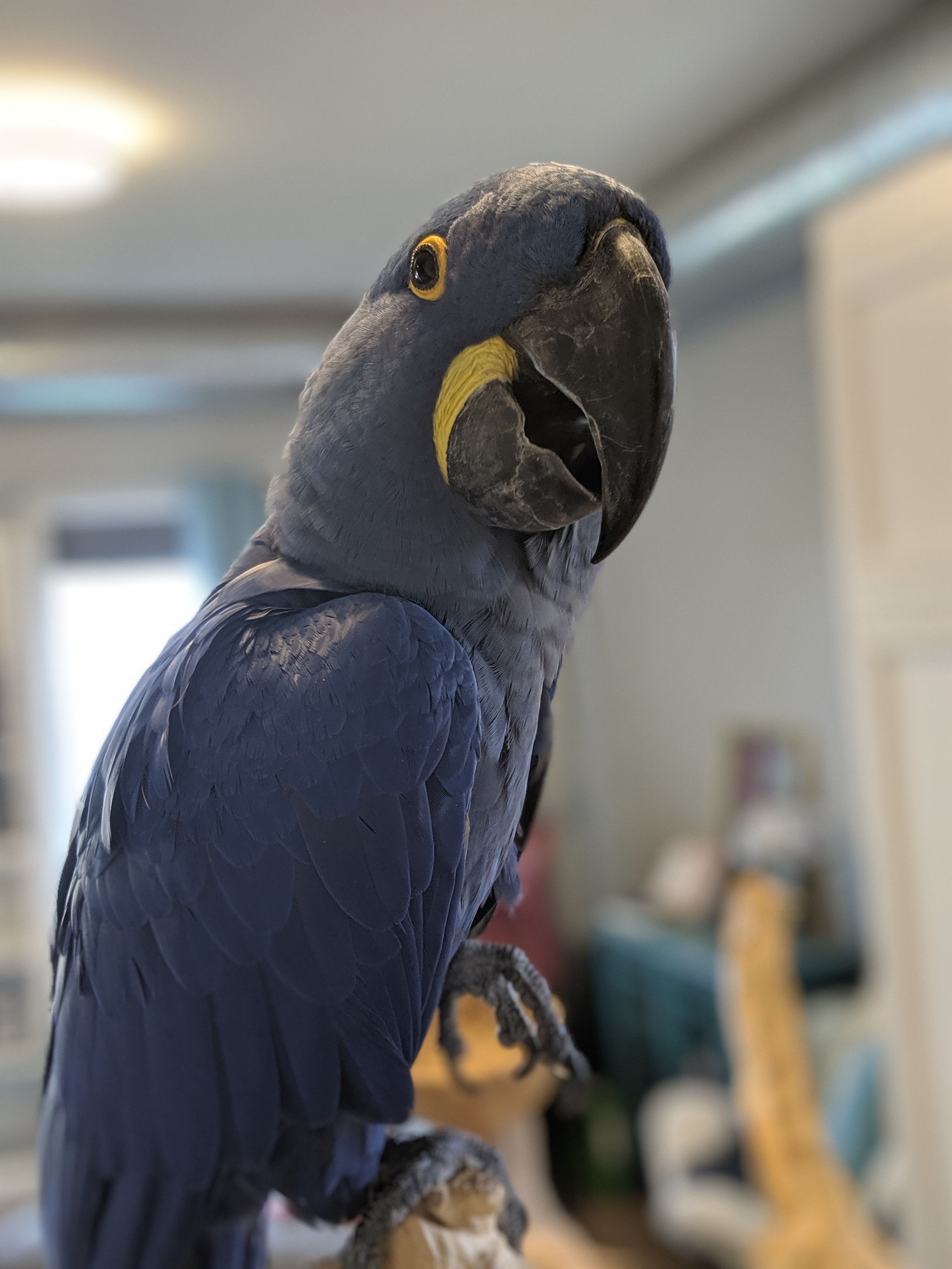 Replenishment! - My, A parrot, , Macaw parrots, Shelter, Longpost