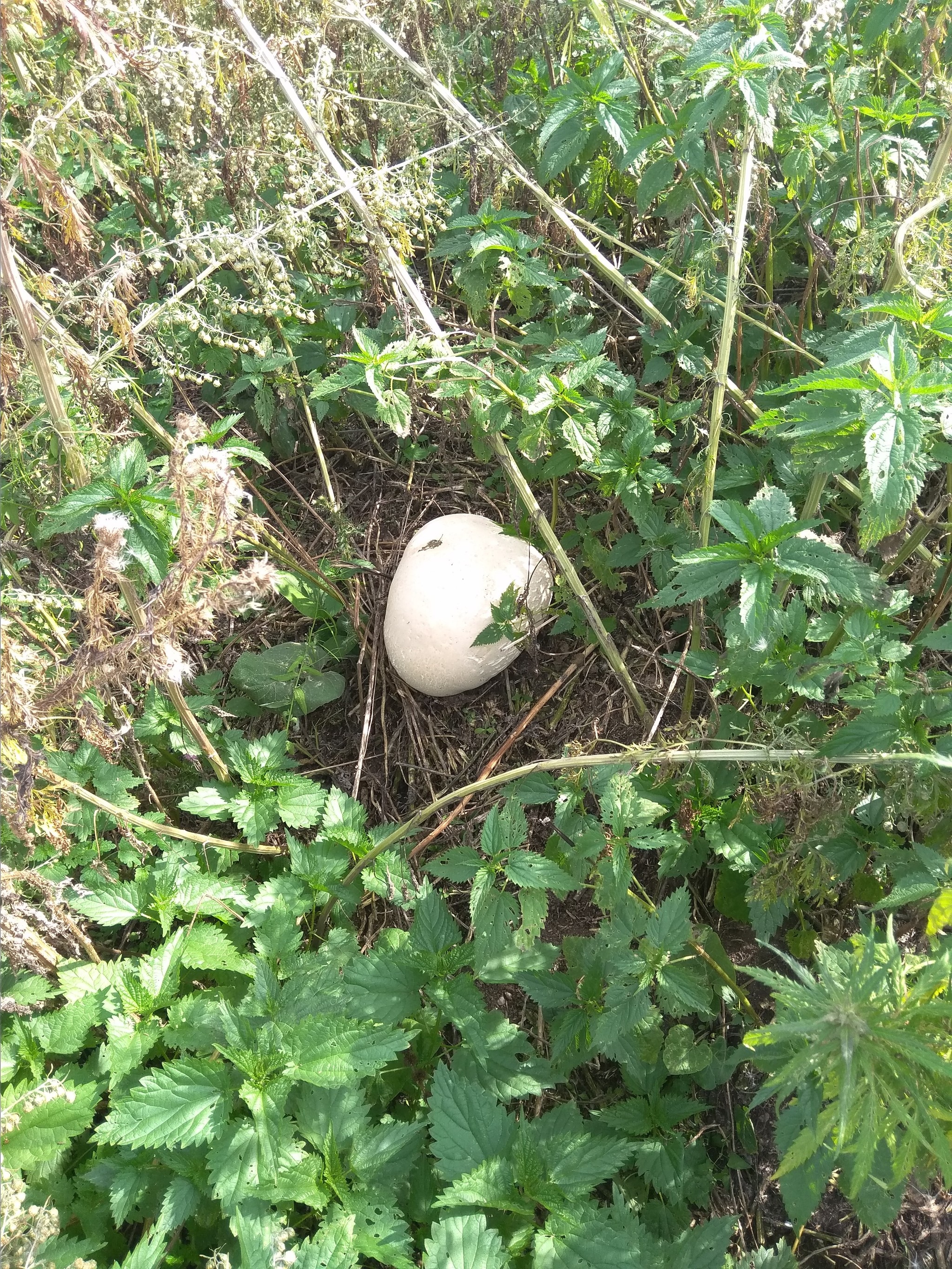 Silent hunt - My, Silent hunt, Mushrooms, Raincoat, Longpost