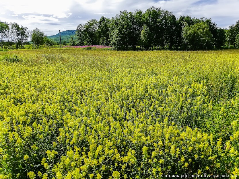 How to develop the Far Eastern hectare. - My, Far Eastern hectare, Kamchatka, Longpost