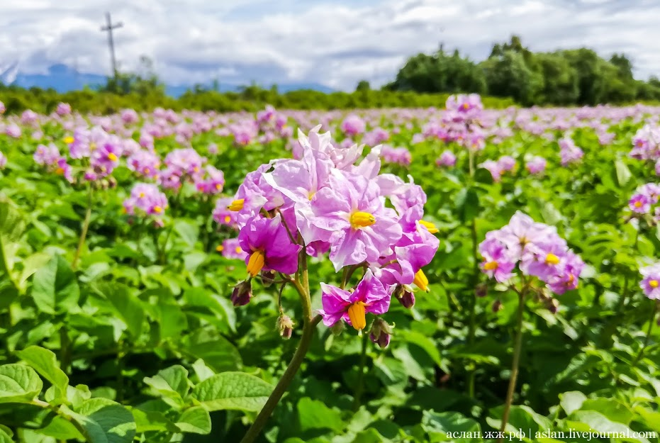 How to develop the Far Eastern hectare. - My, Far Eastern hectare, Kamchatka, Longpost