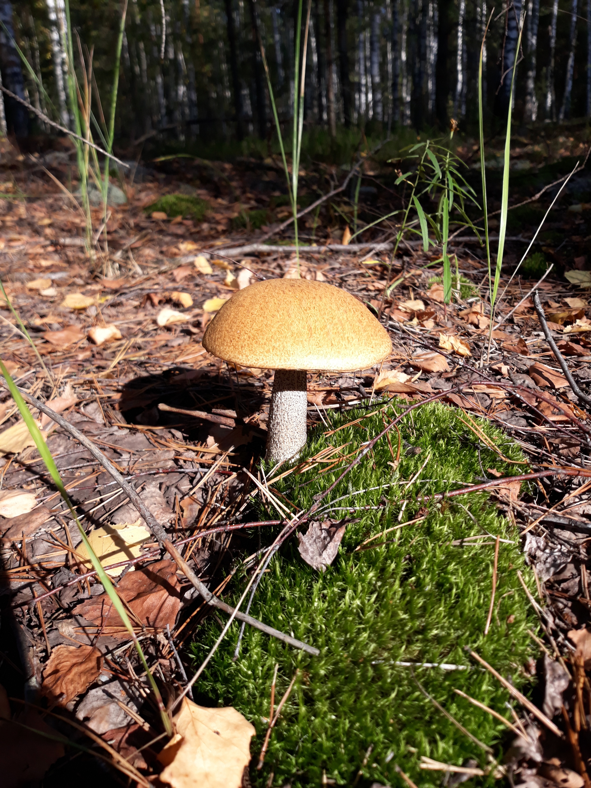 Handsome! - My, Mushrooms, Walk, The photo, Longpost