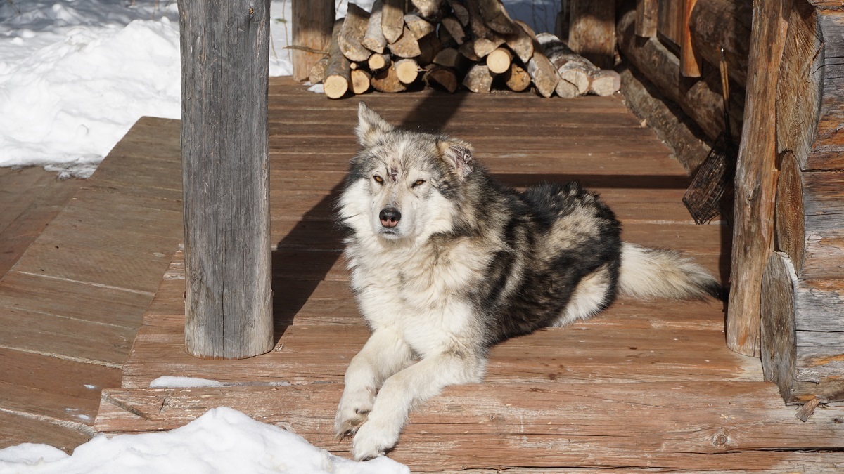 Tourists lost on Zyuratkul told about the dog that led them out of the forest - Chelyabinsk, Zyuratkul, Dog, Longpost