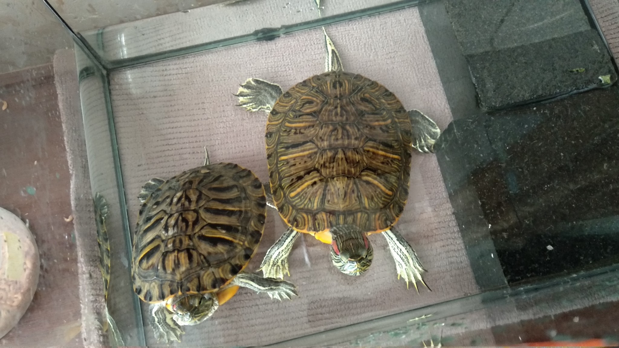 Help with turtle care - My, Turtle, Care and maintenance, Tips for beginners, Advice