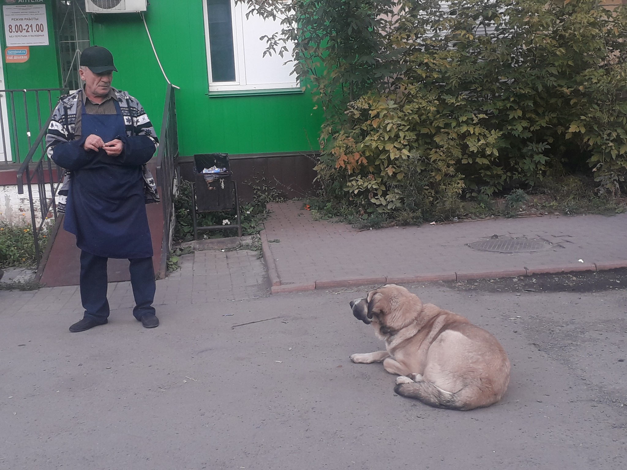 Челябинск. Пёс потеряшка. Может кто знает хозяев? - Моё, Собака, Потеряшка, Длиннопост, Челябинск, В добрые руки, Без рейтинга