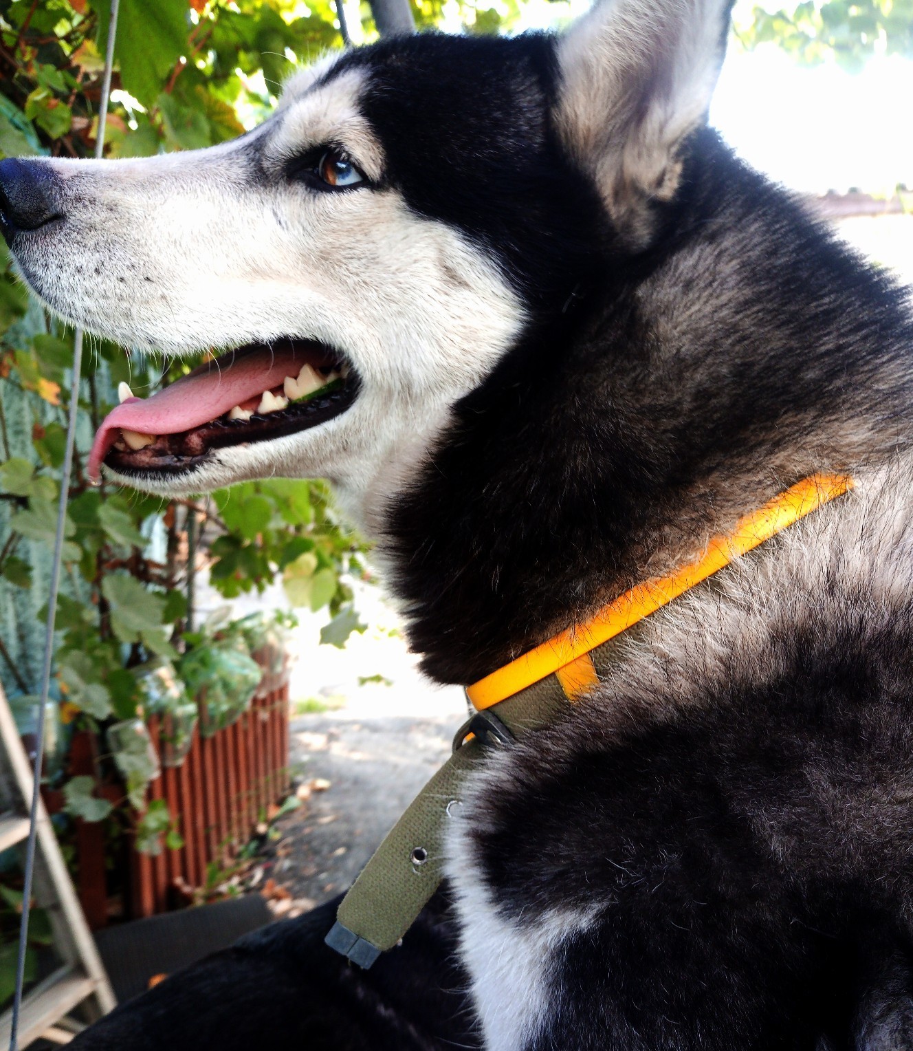 Samka) - My, Husky, Dog, Longpost