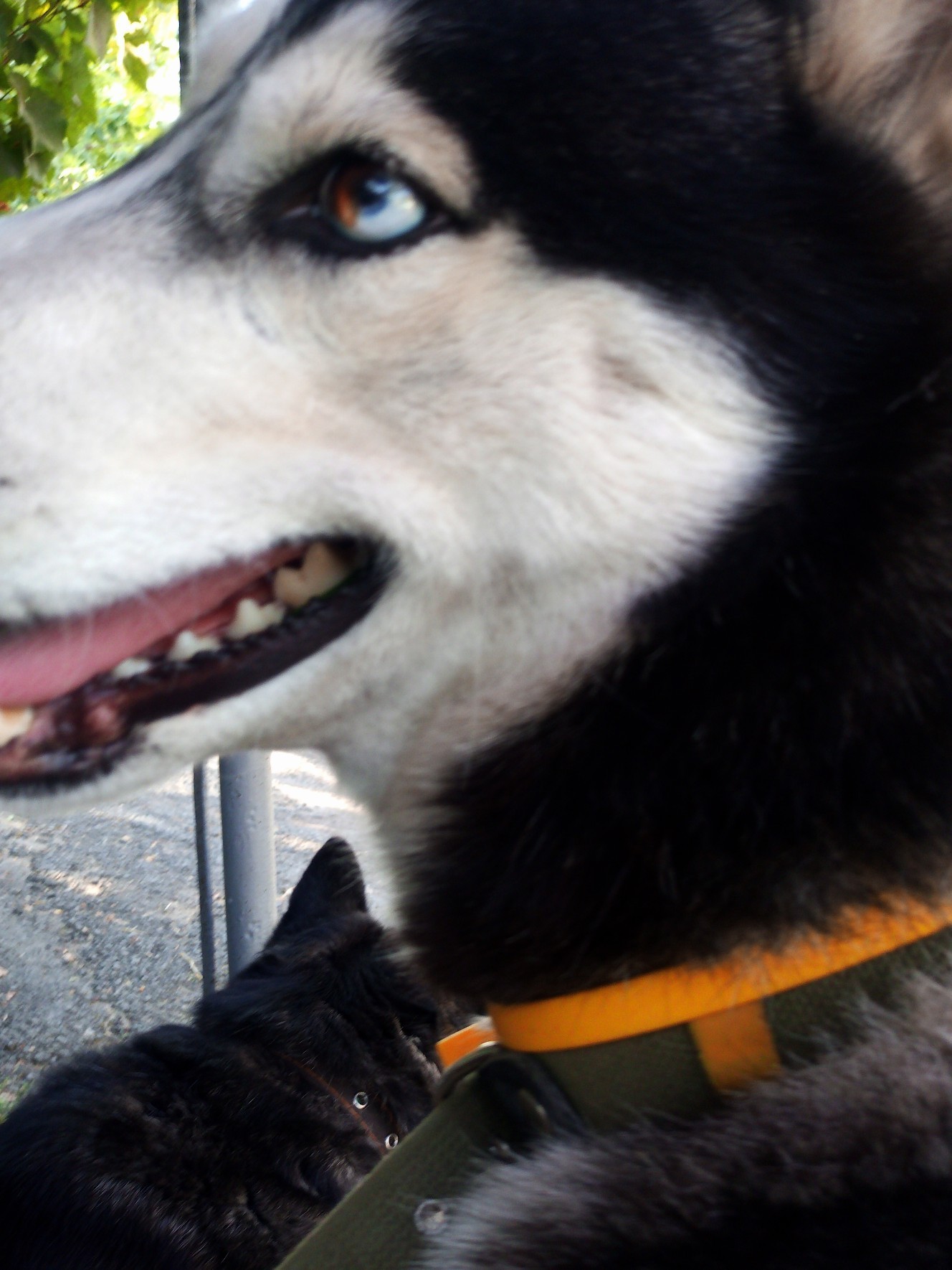 Samka) - My, Husky, Dog, Longpost