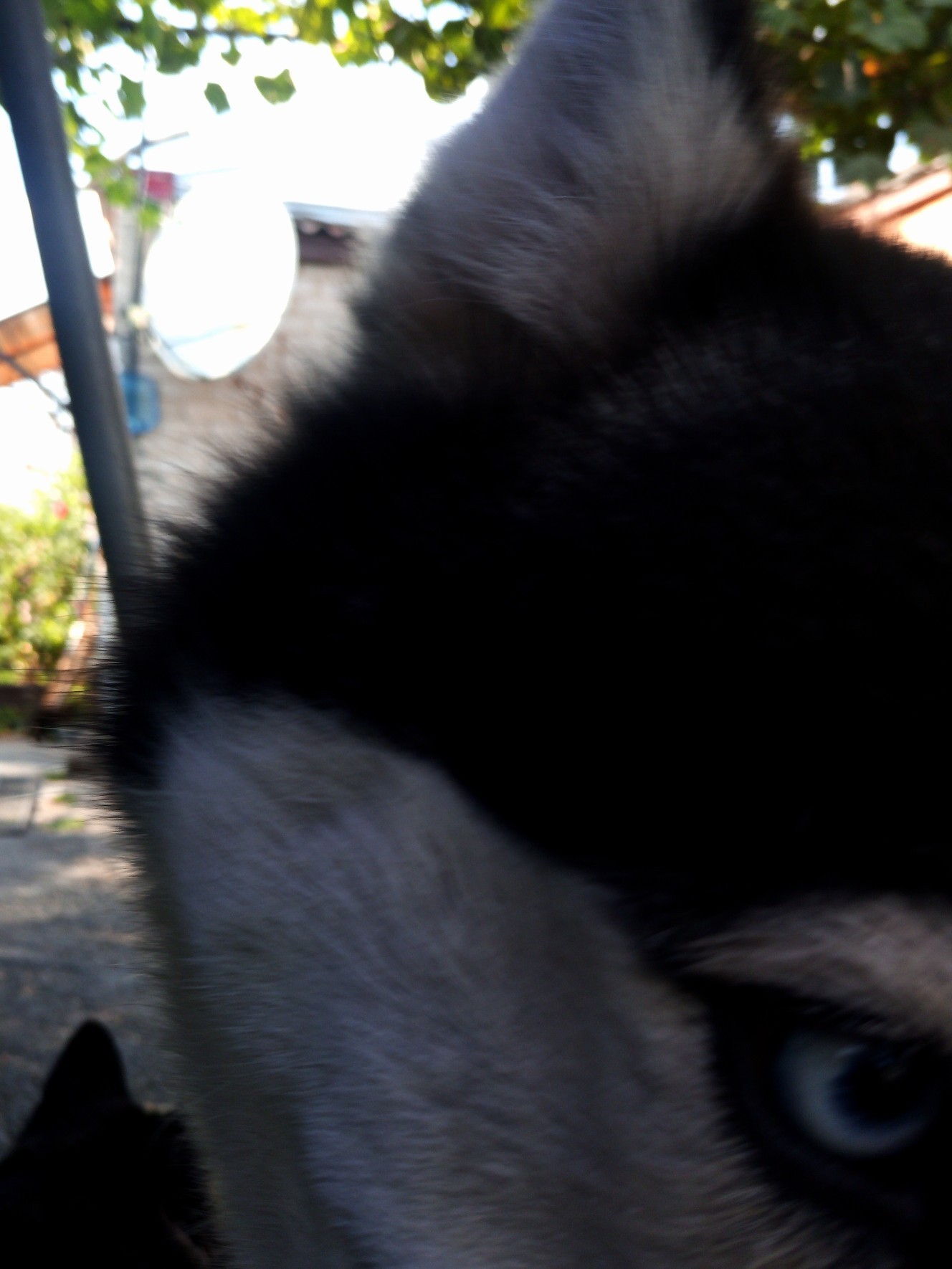 Samka) - My, Husky, Dog, Longpost