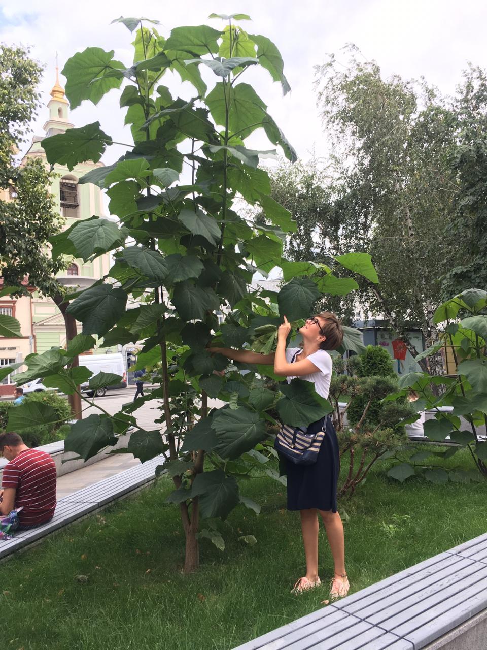 The start of the autumn season of urban greening. - My, Tree, Saplings, Nursery, paulownia, Landscaping, Ecology, Gardening, Video, Longpost