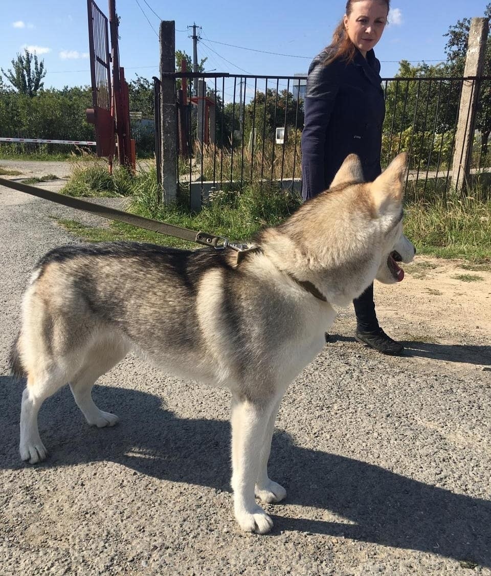 Affectionate Husky (girl) is looking for a home, Kazan - Kindness, In good hands, Kazan, Dog, Longpost, Good, Husky, No rating
