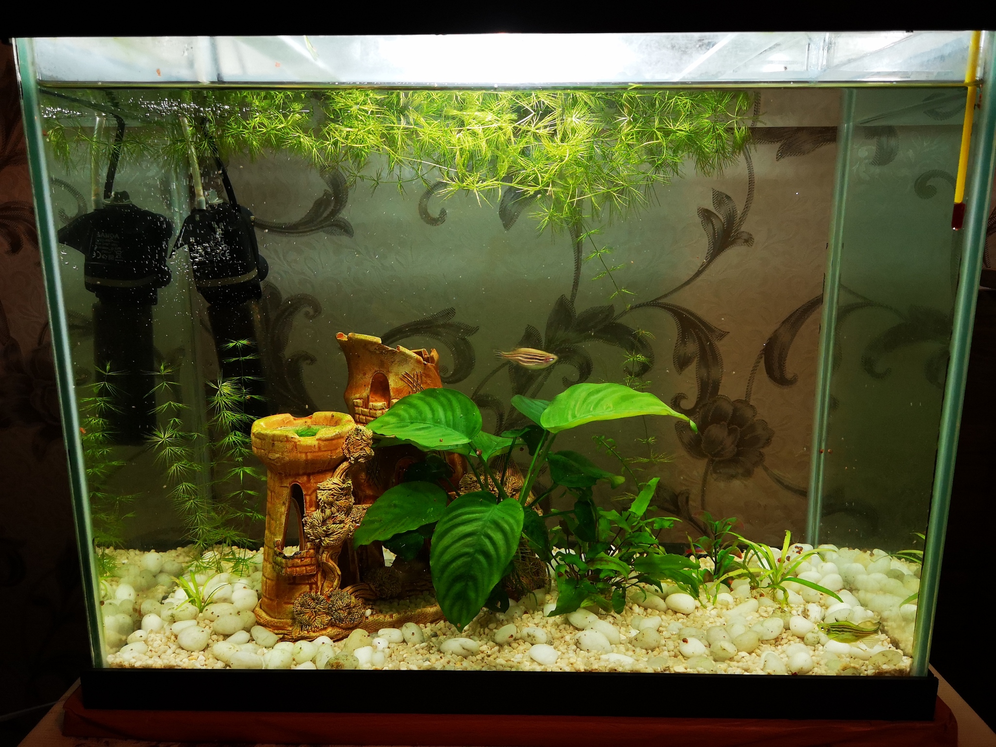 Pumping the aquarium for 1000r - My, Aquarium fish, Aquarium, Help, Longpost