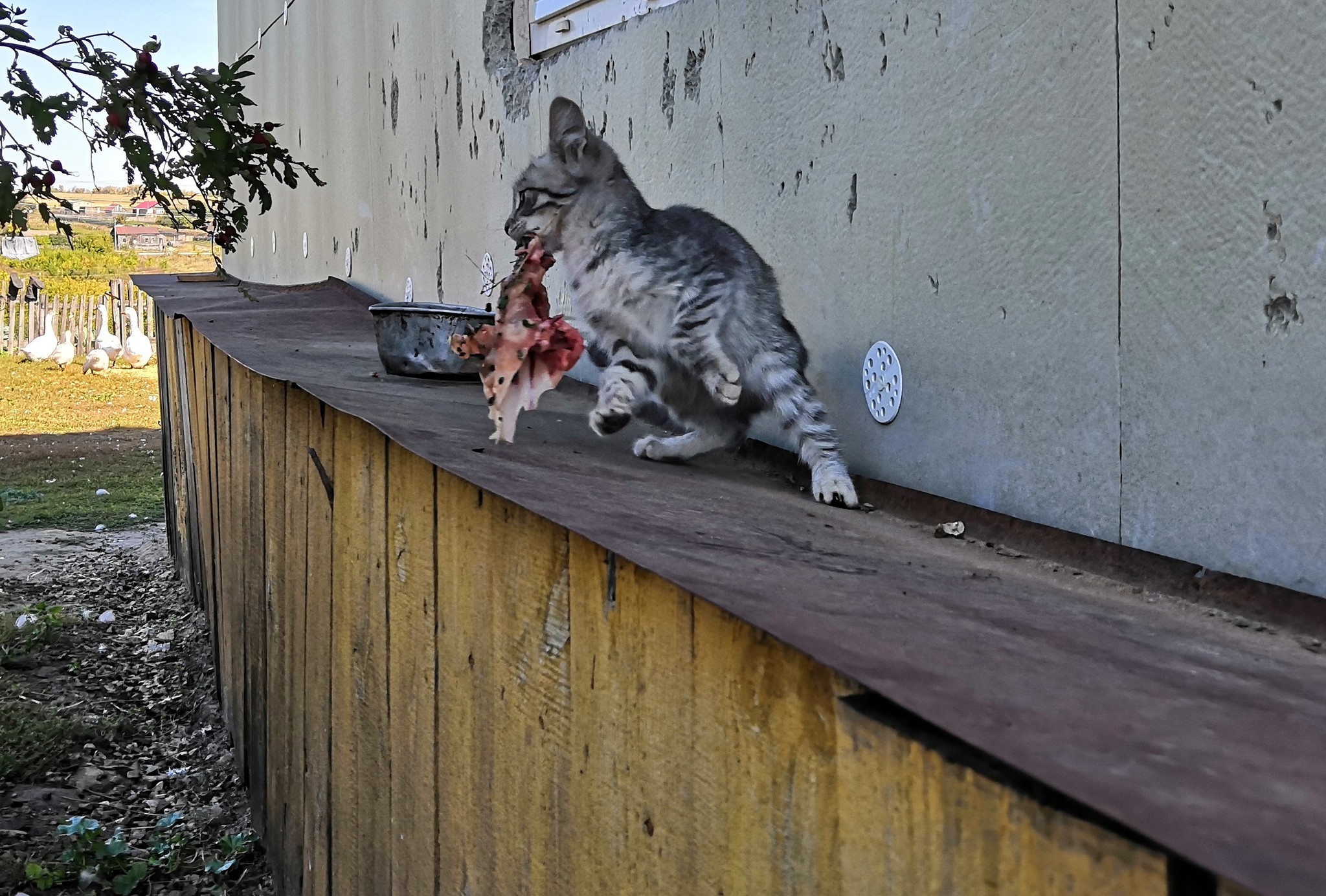 wild muzzles - My, Catomafia, Village, Longpost, cat, 