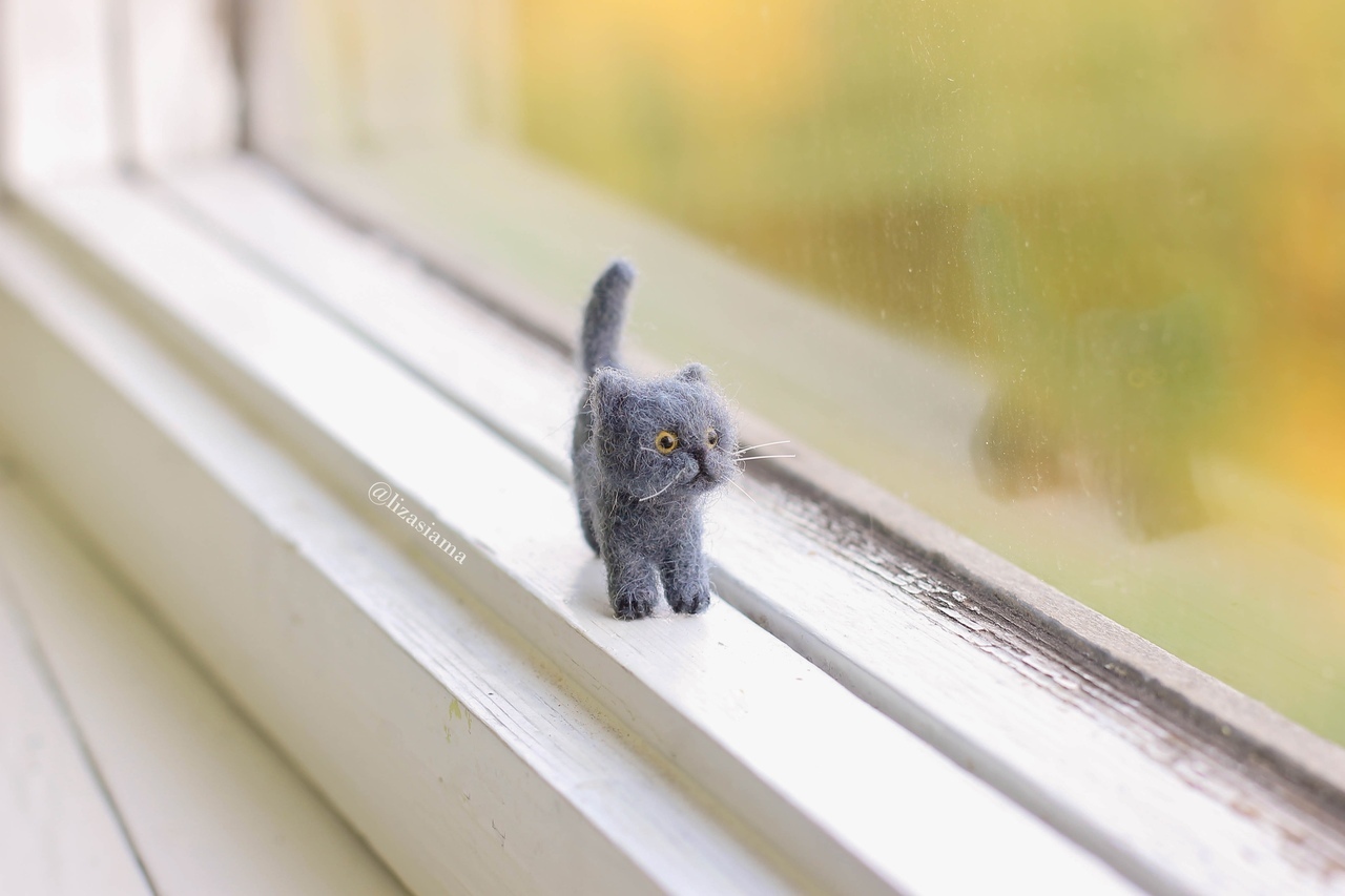 Micro cat. Микро кот. Мистер Пибблз самый маленький кот. Микрокотики картинки. Котики микро картинки