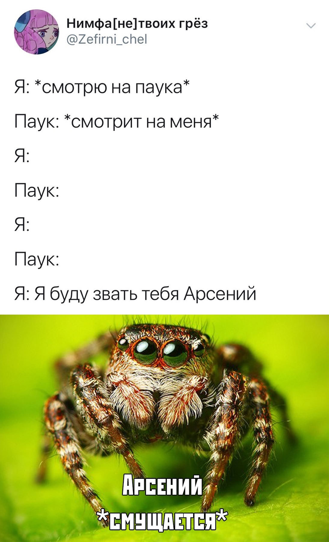 Three pictures to improve the mood. - Humor, Spider, van Gogh, Volume, Longpost, Picture with text