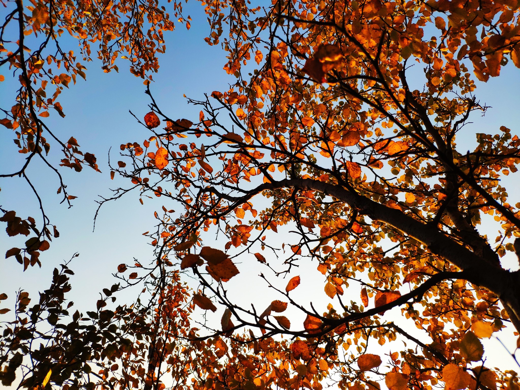 Golden autumn in the Arctic - My, Landscape, beauty of nature, Kola Peninsula, Murmansk, Longpost