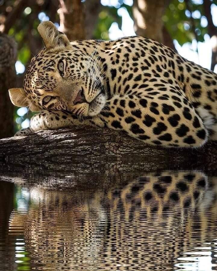 wild cat - Calmness, Leopard, Reflection, Water, Big cats