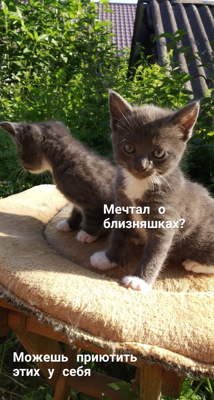 Minsk. Kittens as a gift. - My, Homeless animals, Animals, Kittens, Is free, Minsk, Helping animals, Help, Longpost, cat