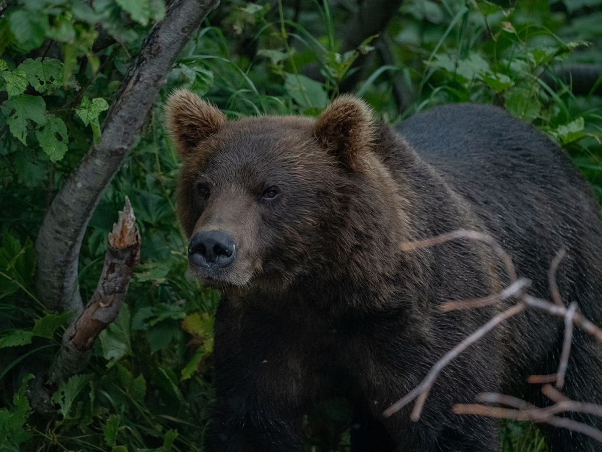 This is a strange place Kamchatka (c) - Kamchatka, , The Bears, Sea lions, Longpost, Koryaksky Volcano, Avachinsky volcano, Kozelsky Volcano, Vilyuchinsky volcano