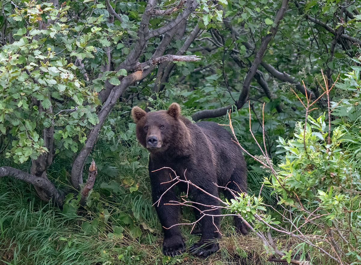 This is a strange place Kamchatka (c) - Kamchatka, , The Bears, Sea lions, Longpost, Koryaksky Volcano, Avachinsky volcano, Kozelsky Volcano, Vilyuchinsky volcano