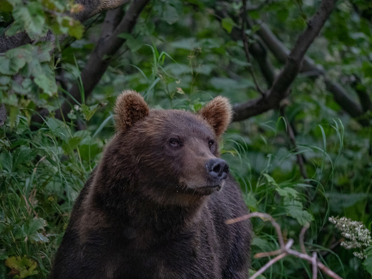 This is a strange place Kamchatka (c) - Kamchatka, , The Bears, Sea lions, Longpost, Koryaksky Volcano, Avachinsky volcano, Kozelsky Volcano, Vilyuchinsky volcano