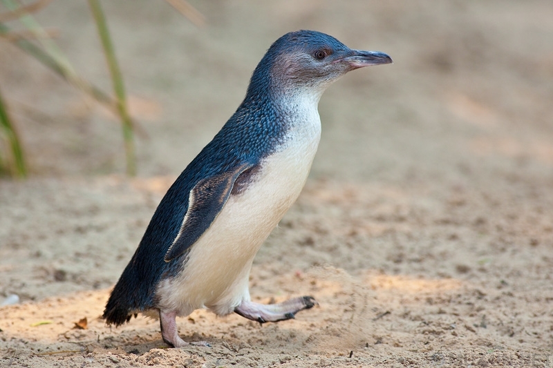 How a dog named Oddball saved Little Penguin Island - My, Penguins, Life stories, Nature, Facts, Dog, Interesting, Animals, Australia, Longpost