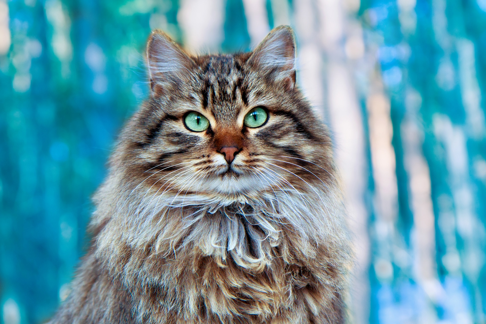 Siberian cat - cat, Catomafia, The photo, Breed, Cat breeds, Longpost