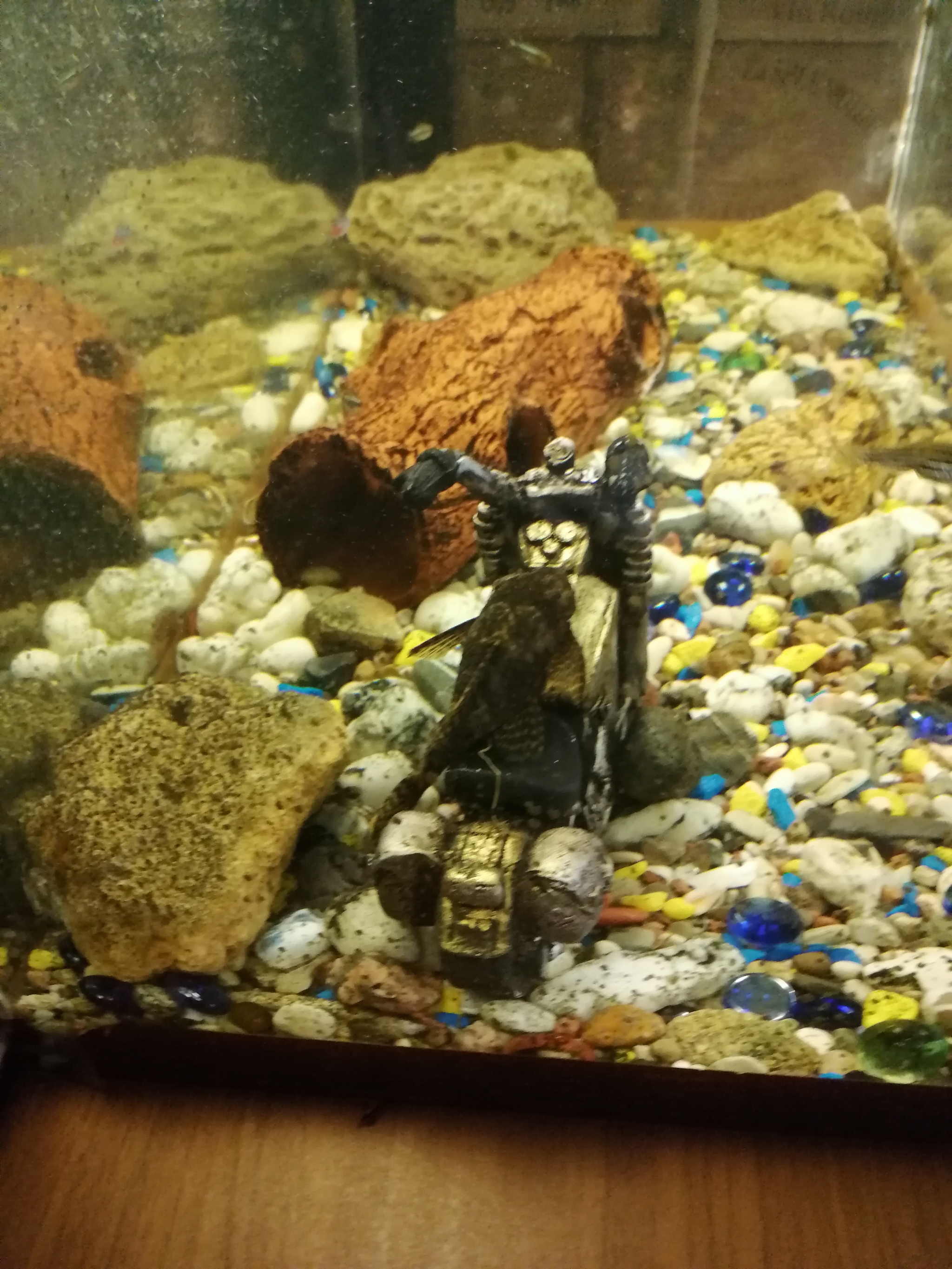 Catfish - biker - My, Aquarium, Catfish, Motorcyclist, Longpost, Motorcyclists