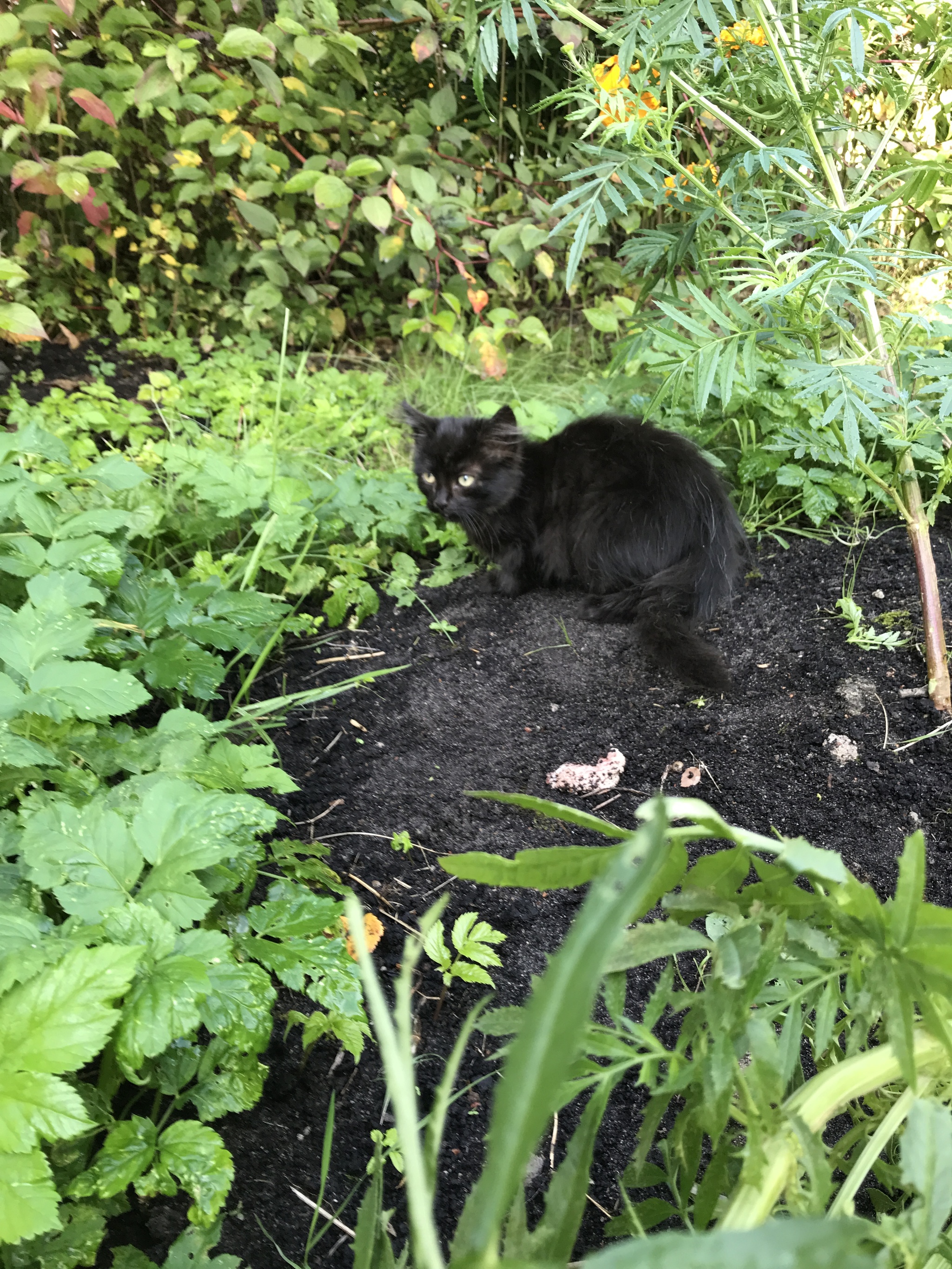 Kittens! Homeless and abandoned. - My, Kittens, Longpost, In good hands, Leningrad region, cat, No rating