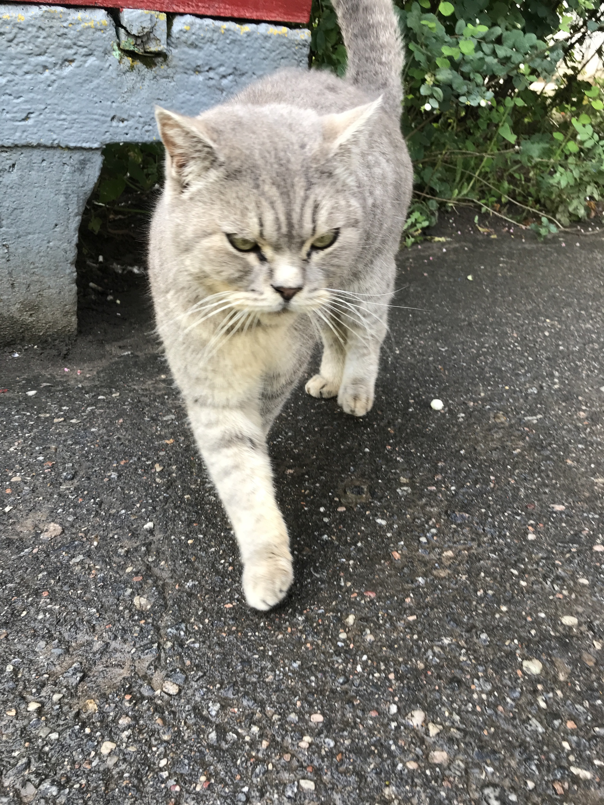 Kittens! Homeless and abandoned. - My, Kittens, Longpost, In good hands, Leningrad region, cat, No rating