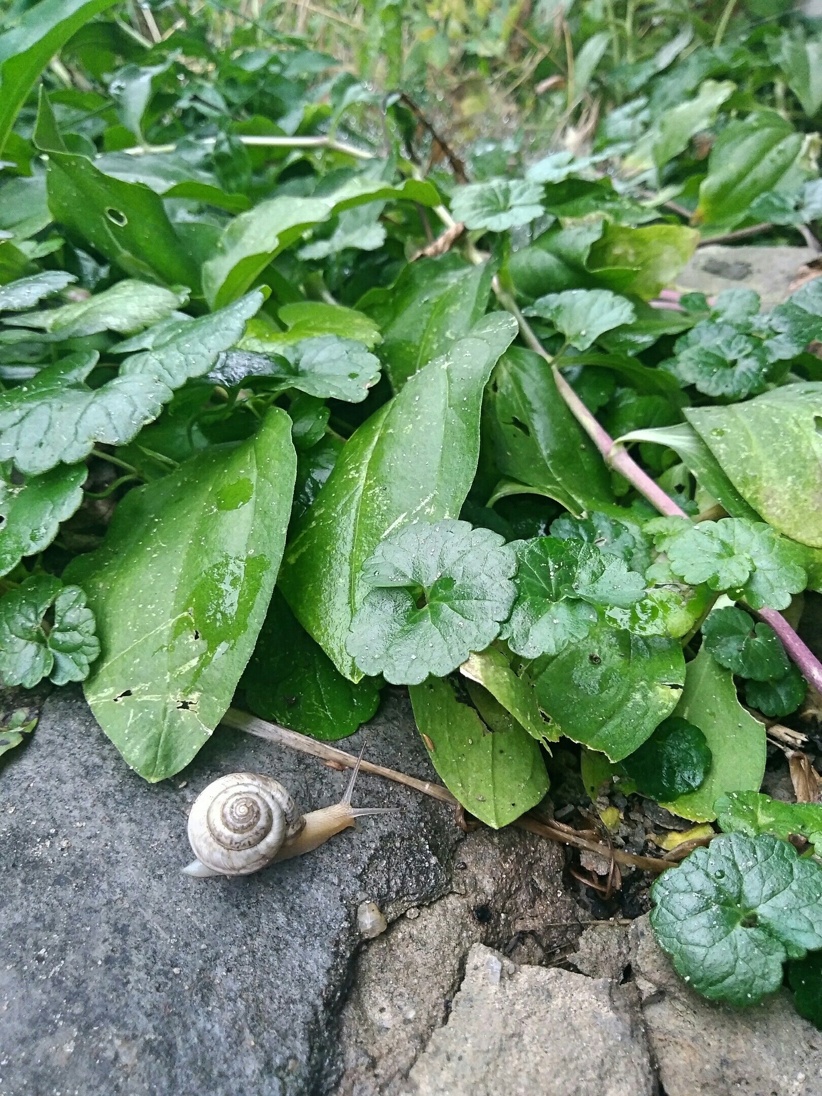 After the rain - My, Nature, Animals, The photo, Longpost