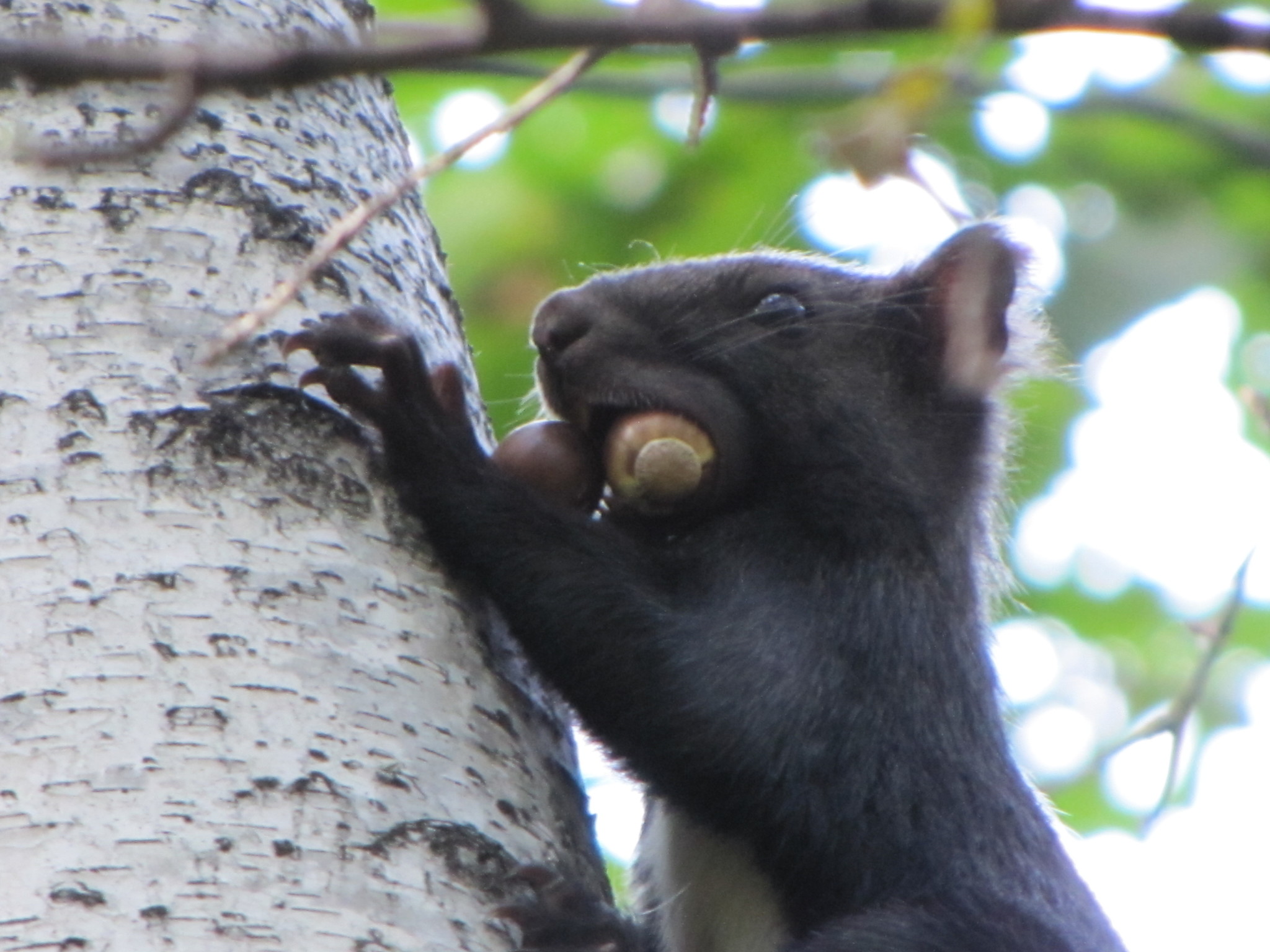 black squirrels - My, Squirrel, The photo, Amur region, Liberty, Longpost