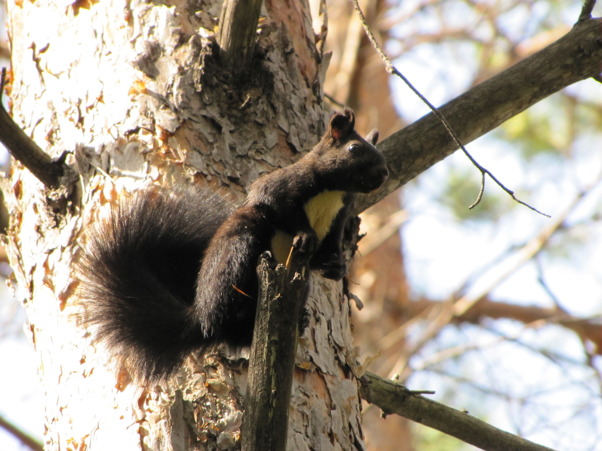 black squirrels - My, Squirrel, The photo, Amur region, Liberty, Longpost