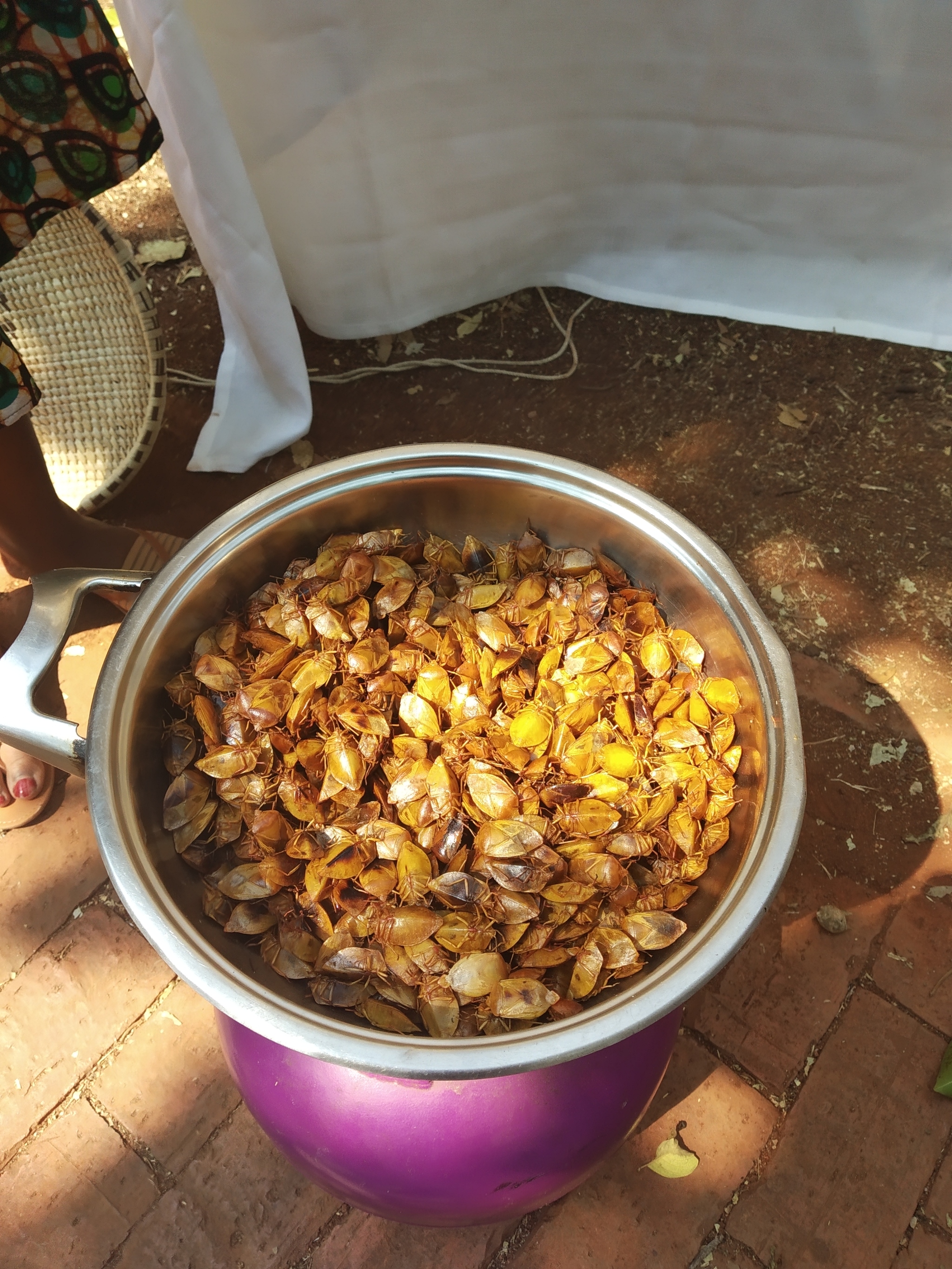 Real jam - My, Zimbabwe, Insects, Baobab, Food