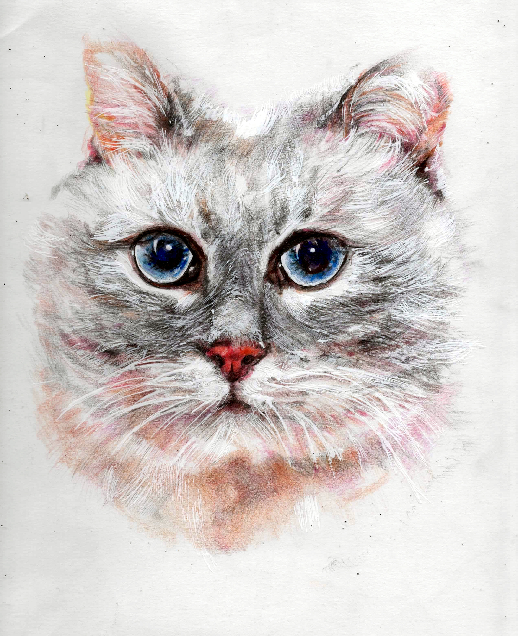 cat - My, cat, Colour pencils, Drawing