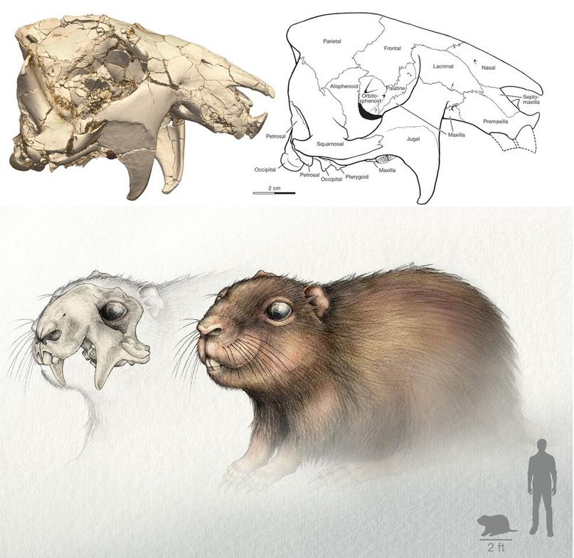 Giants of the Mesozoic: the largest mammals of the time of the dinosaurs. - Paleontology, Mammals, Mesozoic, Fossils, Longpost