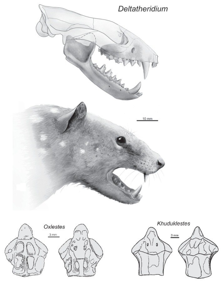 Giants of the Mesozoic: the largest mammals of the time of the dinosaurs. - Paleontology, Mammals, Mesozoic, Fossils, Longpost