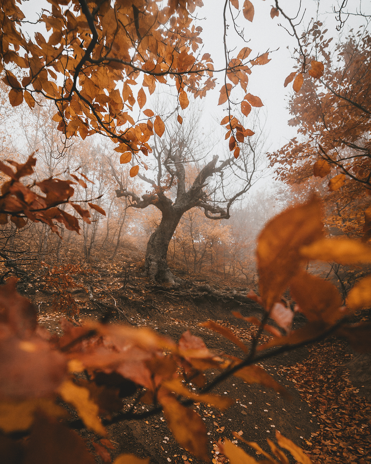 The Whomping Willow in Crimea - My, Harry Potter, Crimea, Autumn, Tree, The photo, Leaves, The mountains