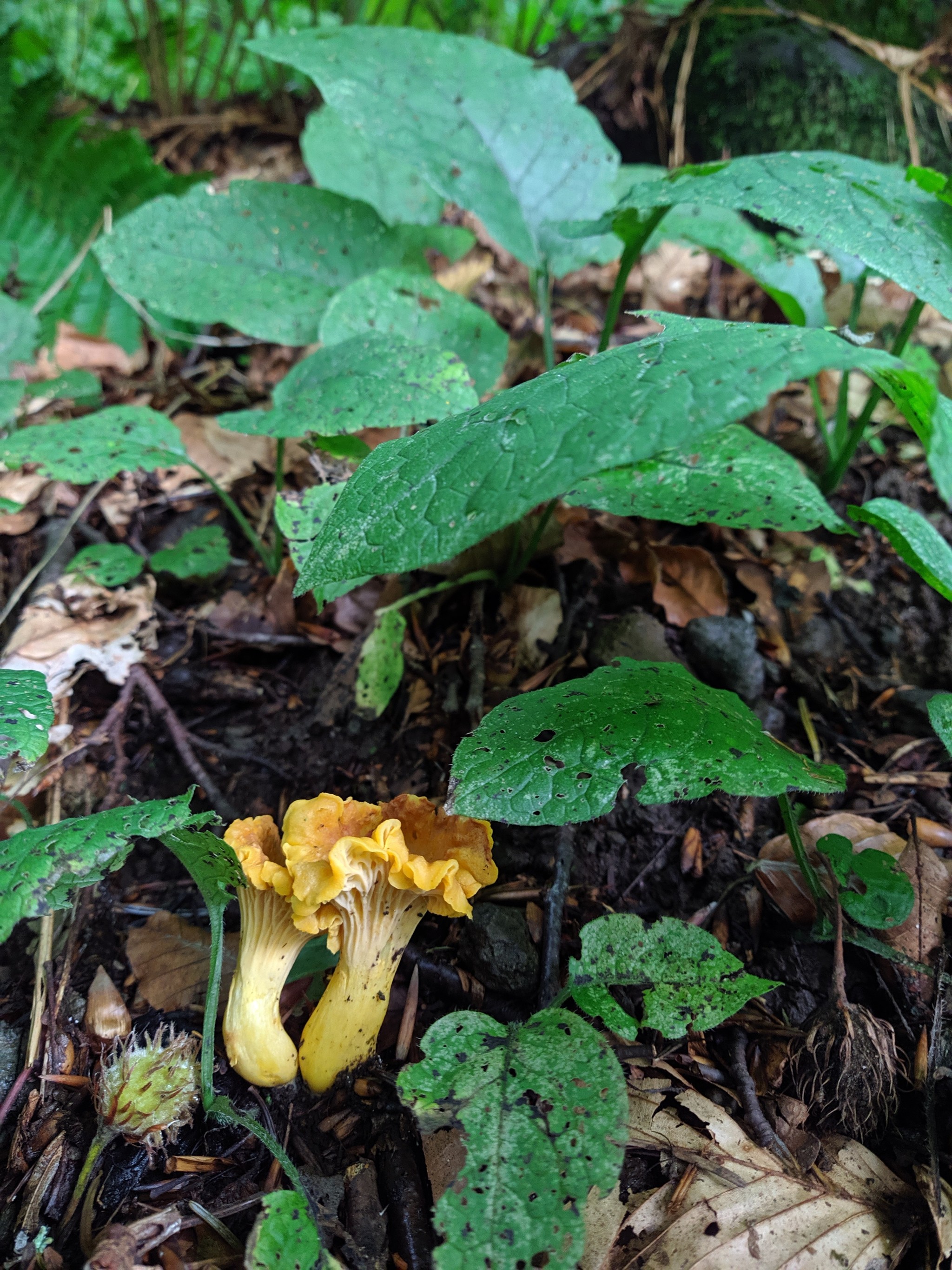 Mushrooms. And a slug. - My, Beginning photographer, Mushrooms, No filters, Longpost