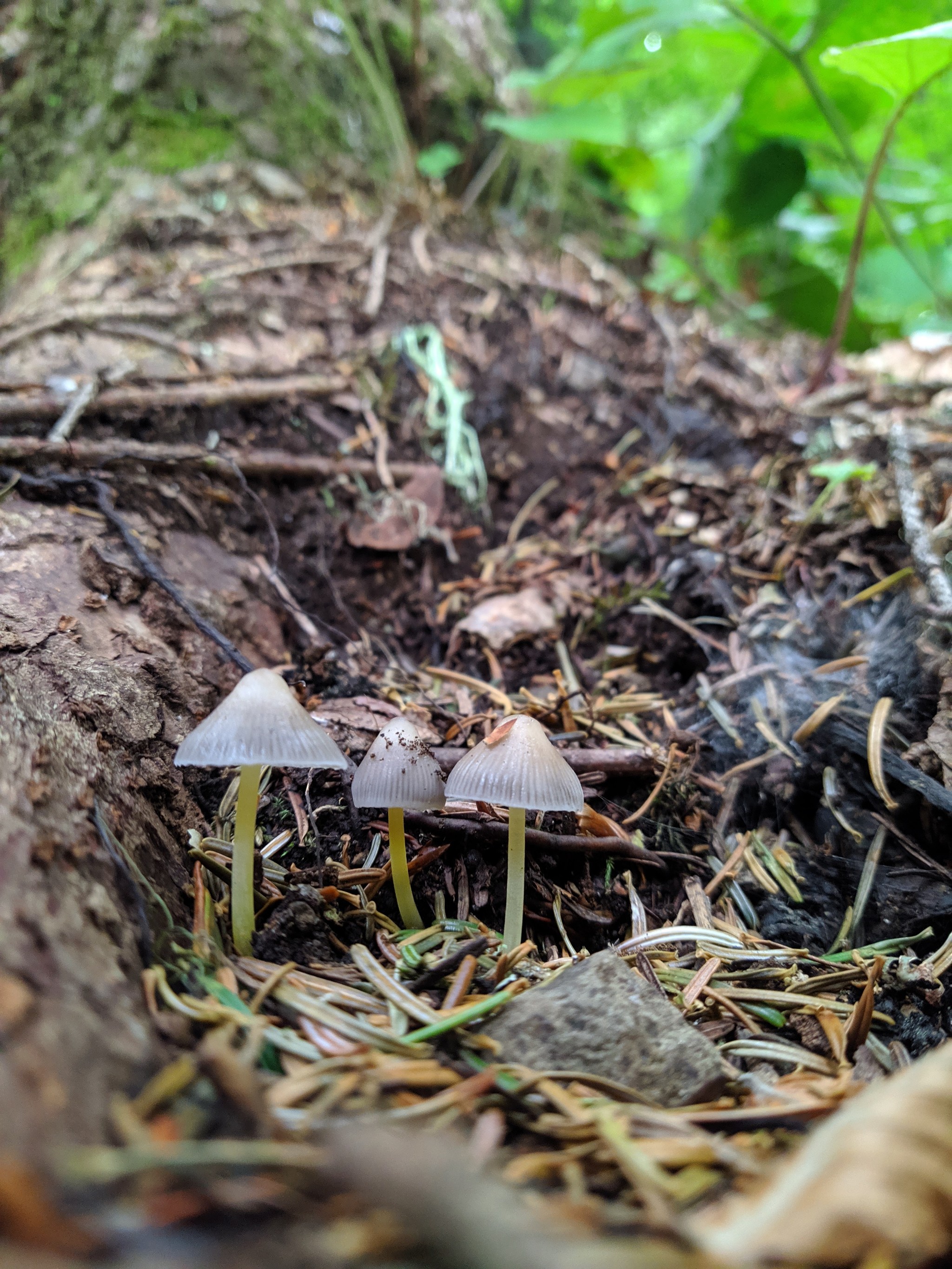 Mushrooms. And a slug. - My, Beginning photographer, Mushrooms, No filters, Longpost