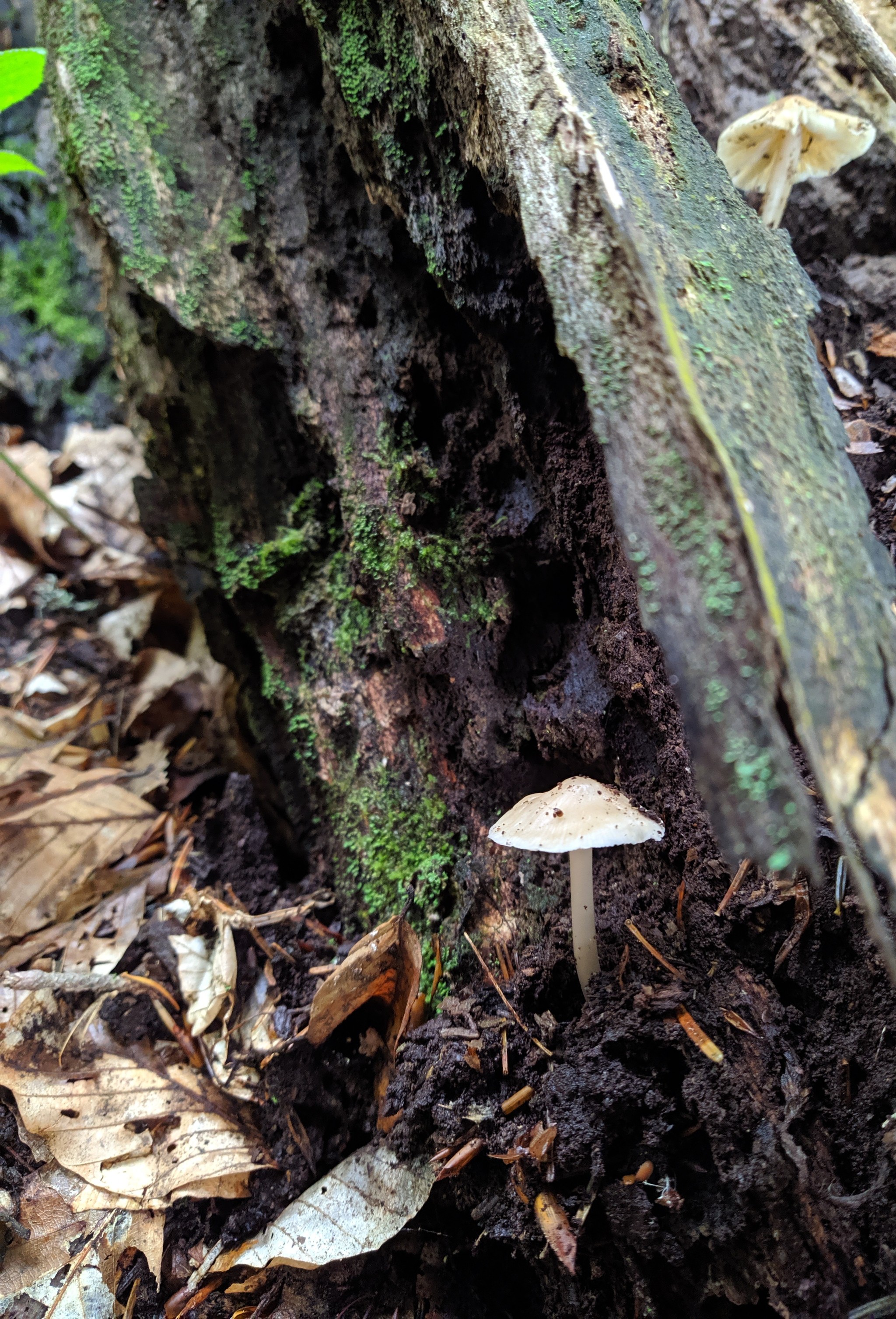 Mushrooms. And a slug. - My, Beginning photographer, Mushrooms, No filters, Longpost