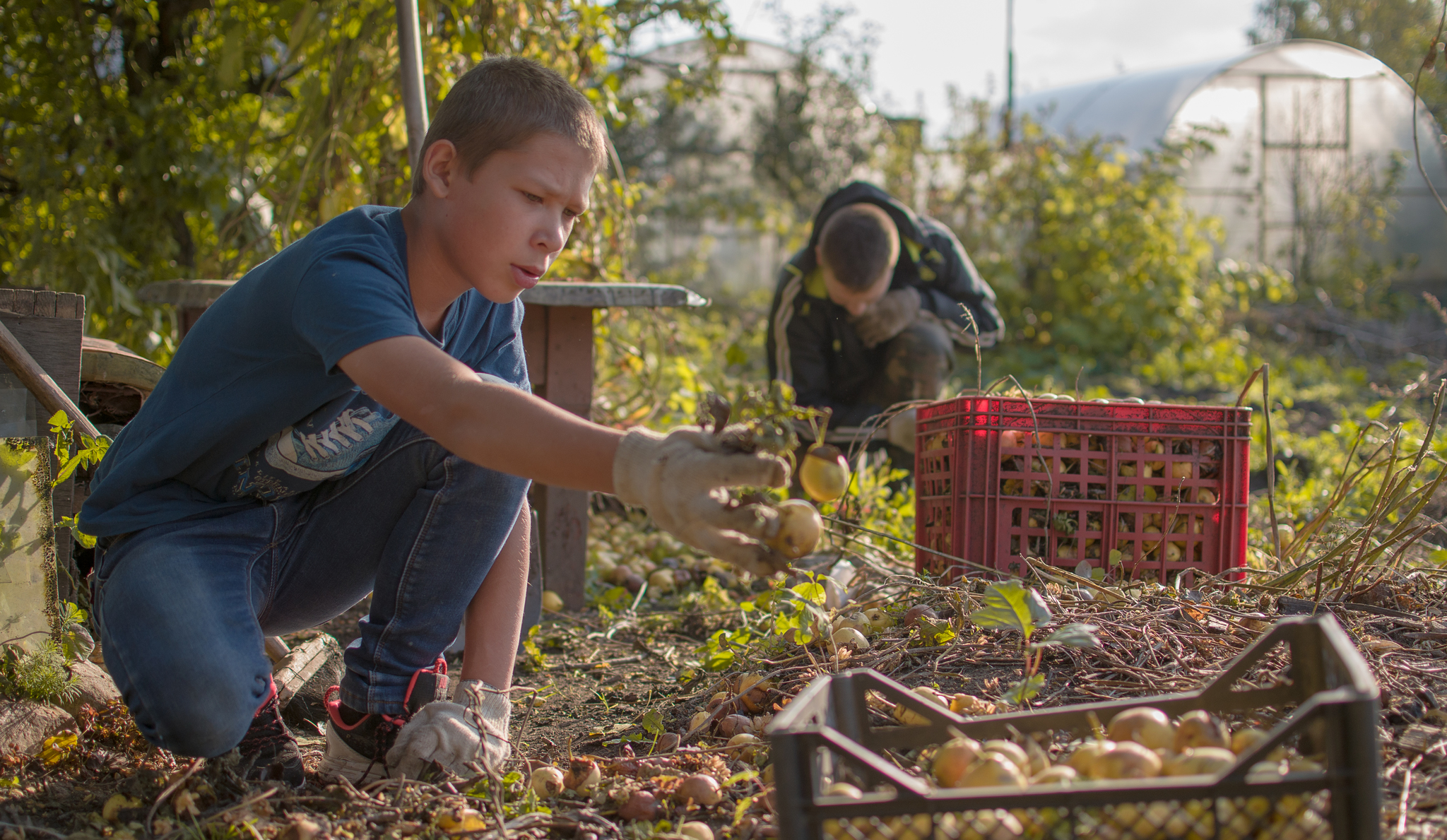 Autumn post - My, Autumn, The photo, Longpost, Garden, Children