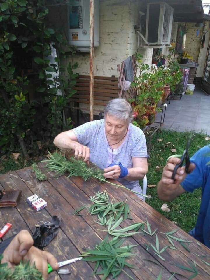 Бабушка марихуана когда можно собирать шишки с конопли
