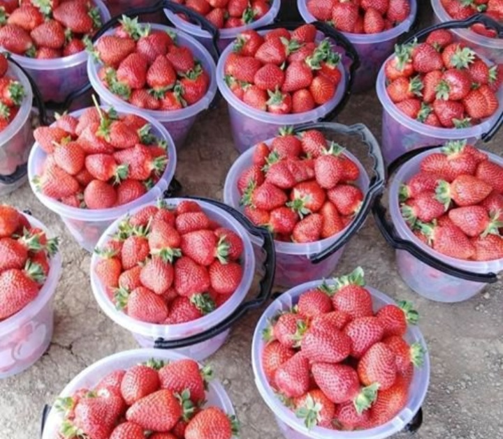 Good harvest of strawberries grown in Dagestan - Dagestan, Caucasus, Strawberry, Сельское хозяйство, Gardening, The photo, beauty, Strawberry (plant)