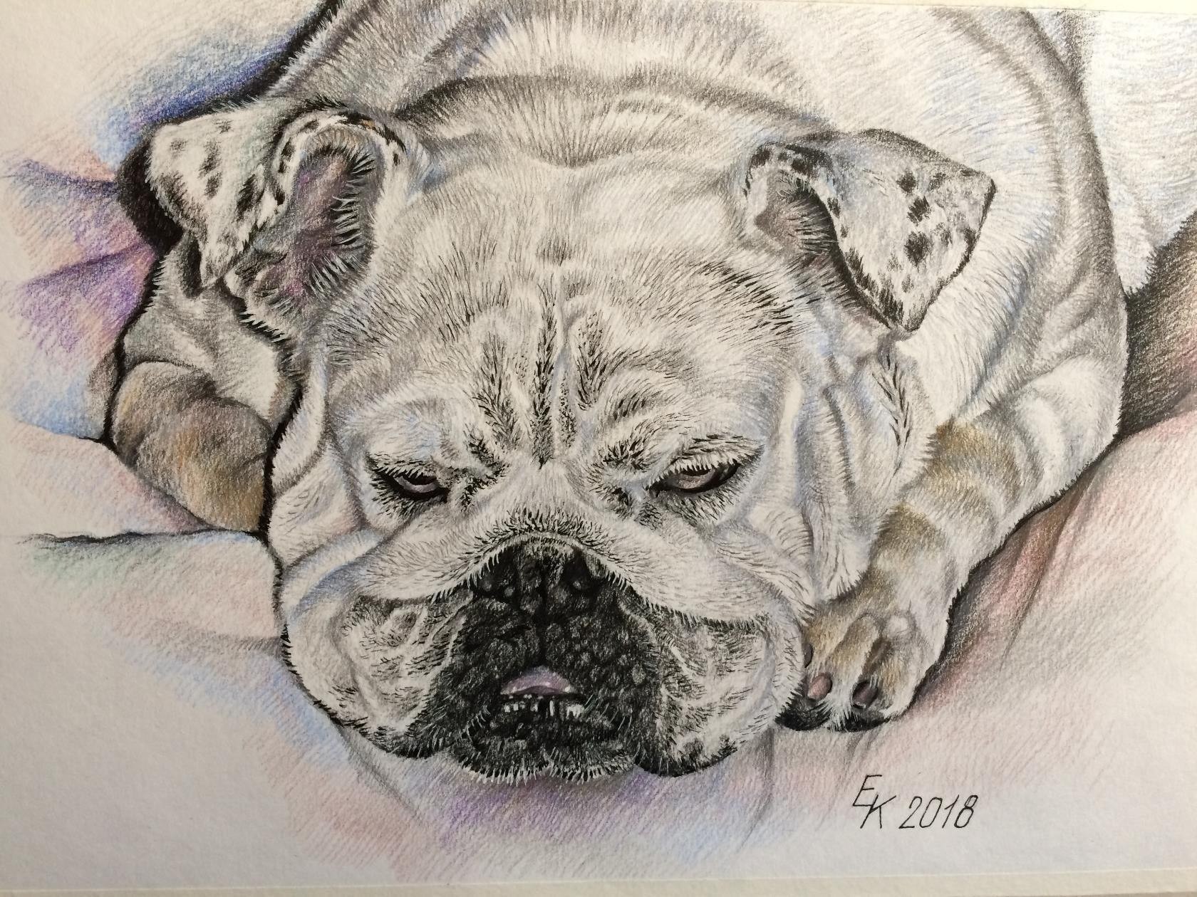 Bead. The portrait is made with colored pencils + liner. - My, English bulldog, Bulldog, Portrait, Drawing, Pencil drawing