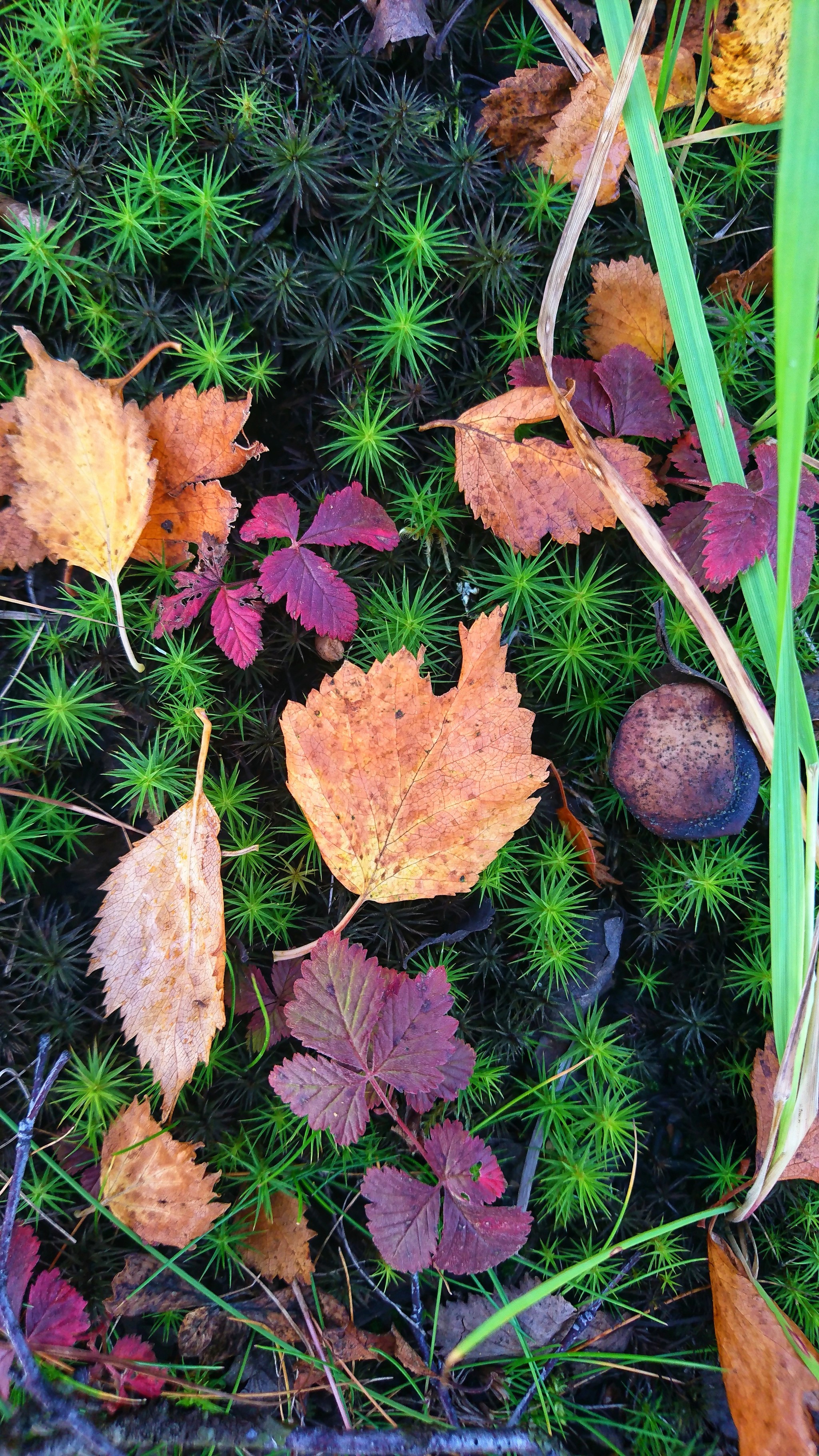 Autumn in the tundra - My, Wallpaper, Desktop wallpaper, The photo, Autumn, Tundra