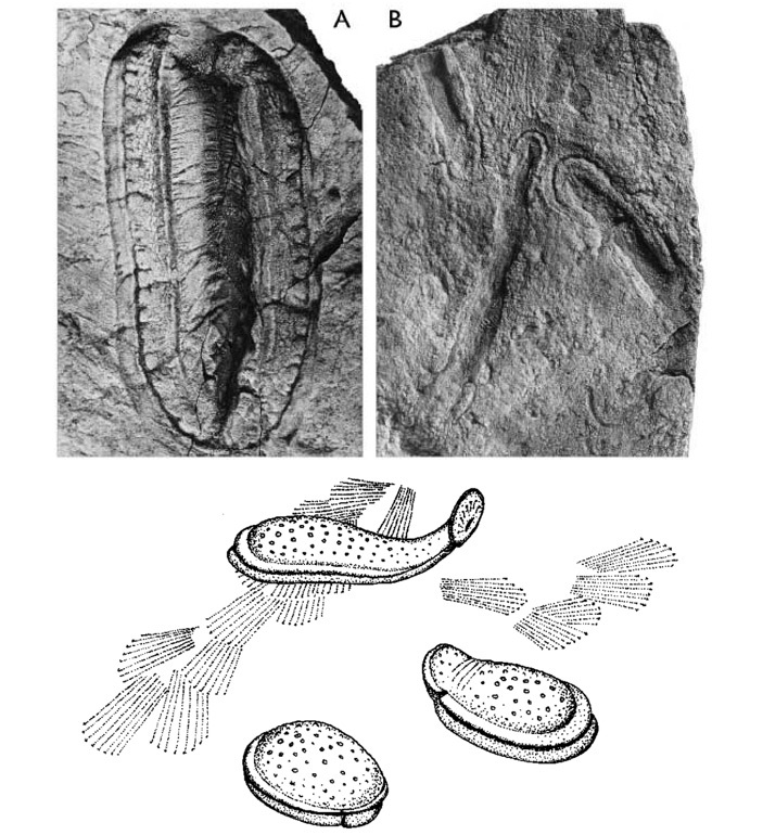 In the Late Ediacaran deposits of China, imprints of segmented crawling bilaterians were found. - Paleontology, The science, , Fossils, Copy-paste, Elementy ru, Longpost